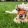 New! Dog run