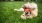 New! Dog run